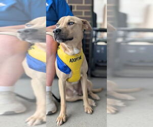 Siberian Husky-Unknown Mix Dogs for adoption in White Bluff, TN, USA