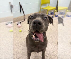 Mastiff-Unknown Mix Dogs for adoption in Brighton, CO, USA