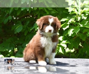 Australian Shepherd Puppy for sale in EASTON, MO, USA