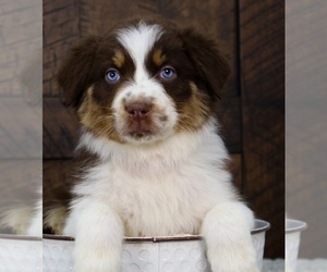 Australian Shepherd Puppy for sale in CAREY, OH, USA