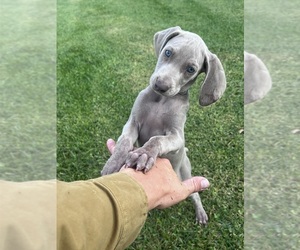 Weimaraner Puppy for sale in WILLOWS, CA, USA