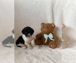 Small #6 Goldendoodle