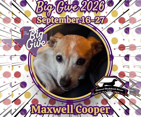 Medium Photo #1 Chiweenie Puppy For Sale in San Antonio, TX, USA