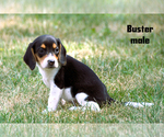 Small #3 Beagle