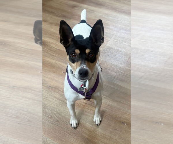 Medium Photo #2 Rat Terrier Puppy For Sale in Bellevue, WA, USA