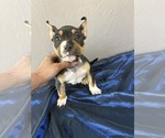 Small #11 American Bully