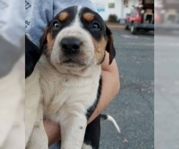 Medium Photo #4 Treeing Walker Coonhound-Unknown Mix Puppy For Sale in Rockaway, NJ, USA