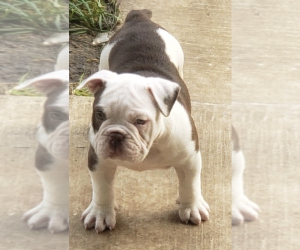 Medium Photo #1 Bulldog Puppy For Sale in BALTIMORE, MD, USA