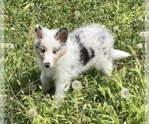 Shetland Sheepdog Puppy for sale in FORT MORGAN, CO, USA