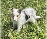 Image preview for Ad Listing. Nickname: Blue Merle F