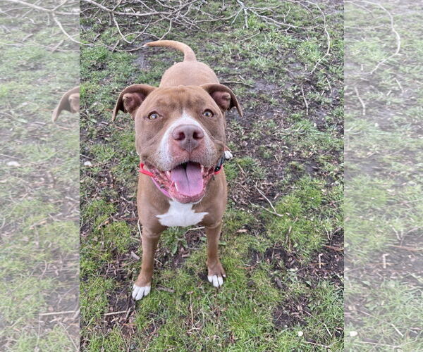 Medium Photo #9 American Pit Bull Terrier-American Staffordshire Terrier Mix Puppy For Sale in Techny, IL, USA