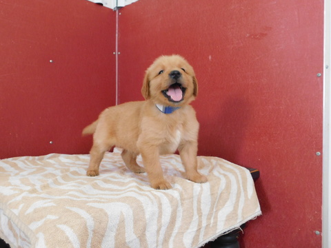 Medium Photo #1 Golden Retriever Puppy For Sale in ODON, IN, USA