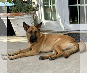 Dutch Shepherd -Unknown Mix Dogs for adoption in San Juan Capistrano, CA, USA