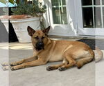 Small Dutch Shepherd  Mix