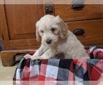 Small Photo #2 Goldendoodle Puppy For Sale in PORT TREVORTON, PA, USA