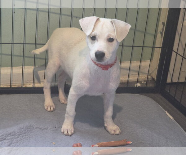 Medium Photo #2 Mutt Puppy For Sale in Plainfield, IL, USA