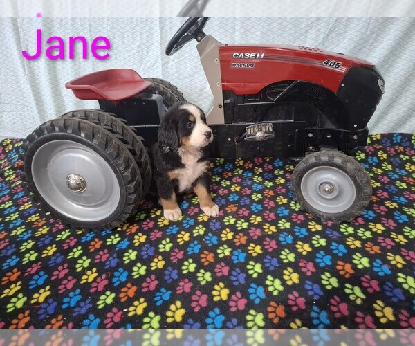Medium Photo #13 Bernese Mountain Dog Puppy For Sale in MEMPHIS, MO, USA