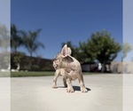 Small #3 French Bulldog