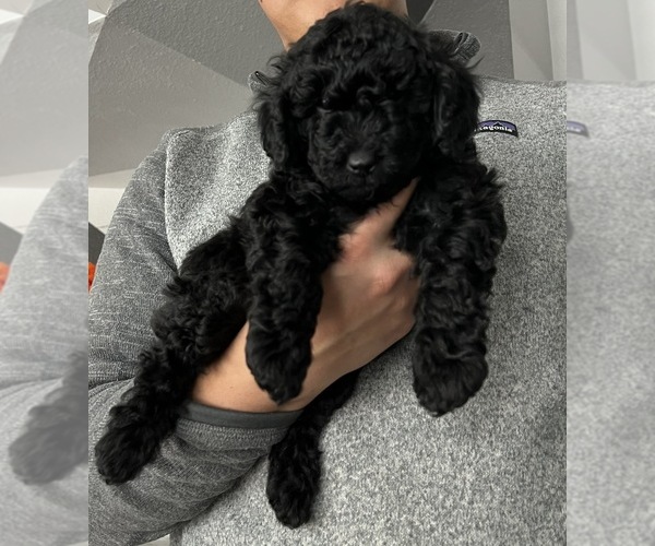 Medium Photo #1 Poodle (Miniature) Puppy For Sale in LITTLETON, CO, USA