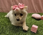 Small #1 Chihuahua