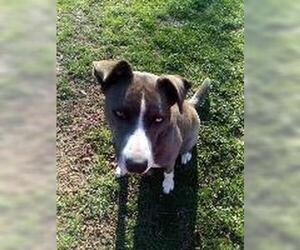 Siberian Husky-Unknown Mix Dogs for adoption in Claremore, OK, USA