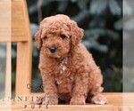 Small #1 Goldendoodle (Miniature)