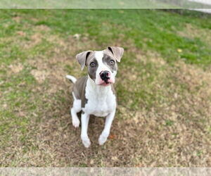 Mutt Dogs for adoption in Grovetown, GA, USA