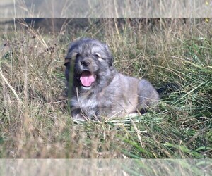 Great Pyrenees Puppy for sale in PINEVILLE, KY, USA