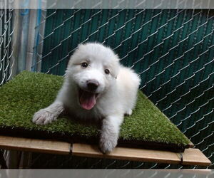 Labrador Retriever Dogs for adoption in Downey, CA, USA