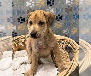 Labrador Retriever Dogs for adoption in Rosenberg, TX, USA