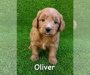 Goldendoodle (Miniature) Puppy for sale in CHULA VISTA, CA, USA