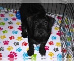 Small #4 Schnoodle (Miniature)
