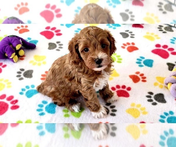 Medium Photo #2 Cock-A-Poo-Poodle (Miniature) Mix Puppy For Sale in ORO VALLEY, AZ, USA