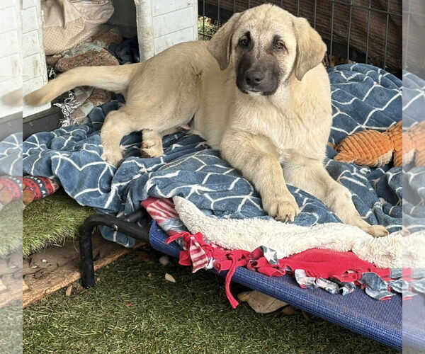 Medium Photo #2 Anatolian Shepherd-Unknown Mix Puppy For Sale in Turlock, CA, USA