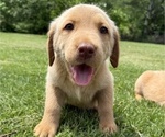 Puppy Honey Labrador Retriever