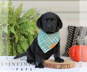 Labrador Retriever Puppy for sale in NARVON, PA, USA