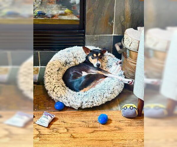 Medium Photo #3 Basenji-Rat Terrier Mix Puppy For Sale in McKinney, TX, USA