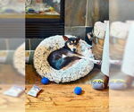 Small #2 Basenji-Rat Terrier Mix