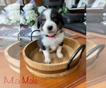 Puppy Puppy 3 Miniature Australian Shepherd