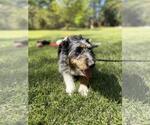Small #2 Mutt