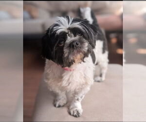 Shih Tzu Dogs for adoption in Bon Carbo, CO, USA
