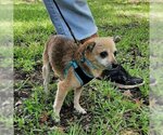 Small #1 Chiweenie