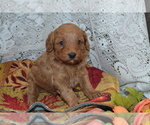 Small #5 Cavapoo-Poodle (Miniature) Mix