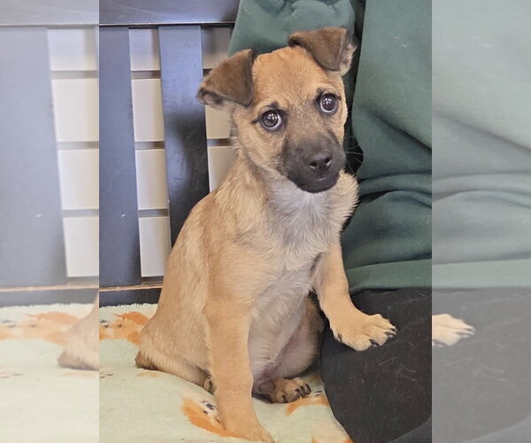 Medium Photo #1 Chihuahua-Unknown Mix Puppy For Sale in Amarillo, TX, USA