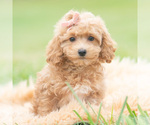 Puppy Petunia Maltipoo (Miniature)