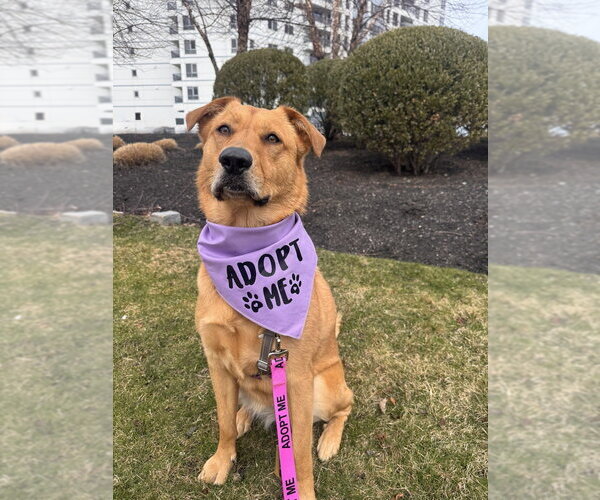Medium Photo #5 Golden Labrador Puppy For Sale in Brewster, NY, USA