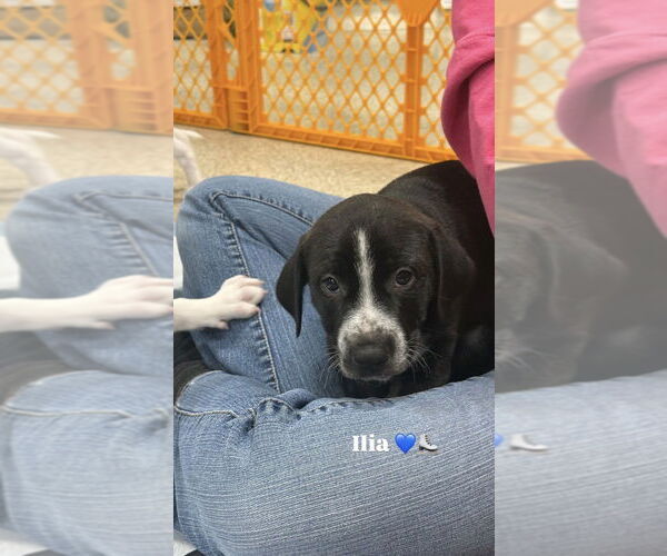 Medium Photo #11 Mutt Puppy For Sale in Wenonah, NJ, USA