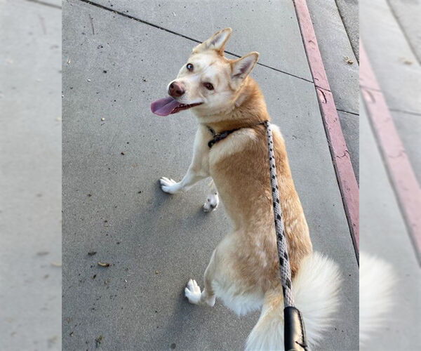 Medium Photo #1 Siberian Husky-Unknown Mix Puppy For Sale in Rancho Cucamonga, CA, USA