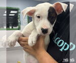 Small #1 Labrador Retriever Mix