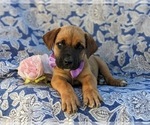 Small Photo #8 Boerboel Puppy For Sale in OXFORD, PA, USA